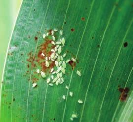 pulgão-verde, a lagarta-do-cartucho e a mosca-do-sorgo.