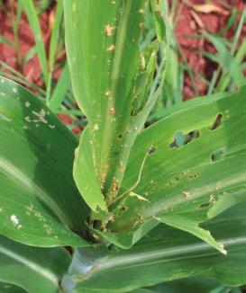 Mosca-do-sorgo (Stenodiplosis