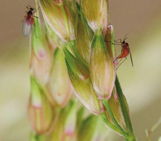 panículas de sorgo Grãos: Manejo