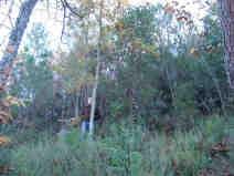 Anexos GRUPO MOD DESCRIÇÃO EXEMPLO Matos ou árvores jovens muito densos, com cerca de 2 m de altura. Abundância de combustível lenhoso morto (ramos) sobre as plantas vivas.