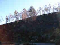 MANTA MORTA Aplicação: Formações florestais ou préflorestais sem sub-bosque: medronhal, vidoal, Quercus mediterrânicos, eucaliptal jovem, folhosas ripícolas, choupal, Pinus sylvestris, cupressal e