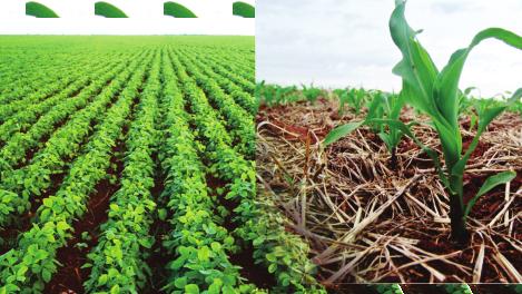 Eleva a resistência da planta ao stress abiótico, como: estiagem, excesso de calor,