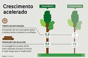 sementes ainda nos anos de 1990, e a brasileira