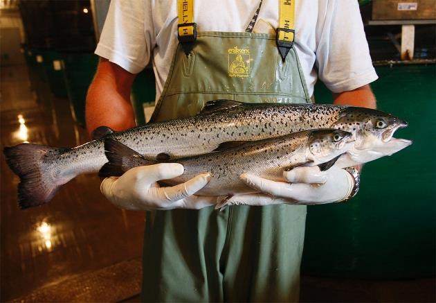 SALMÃO TRANSGÊNICO CHEGA AO CONSUMIDOR NO