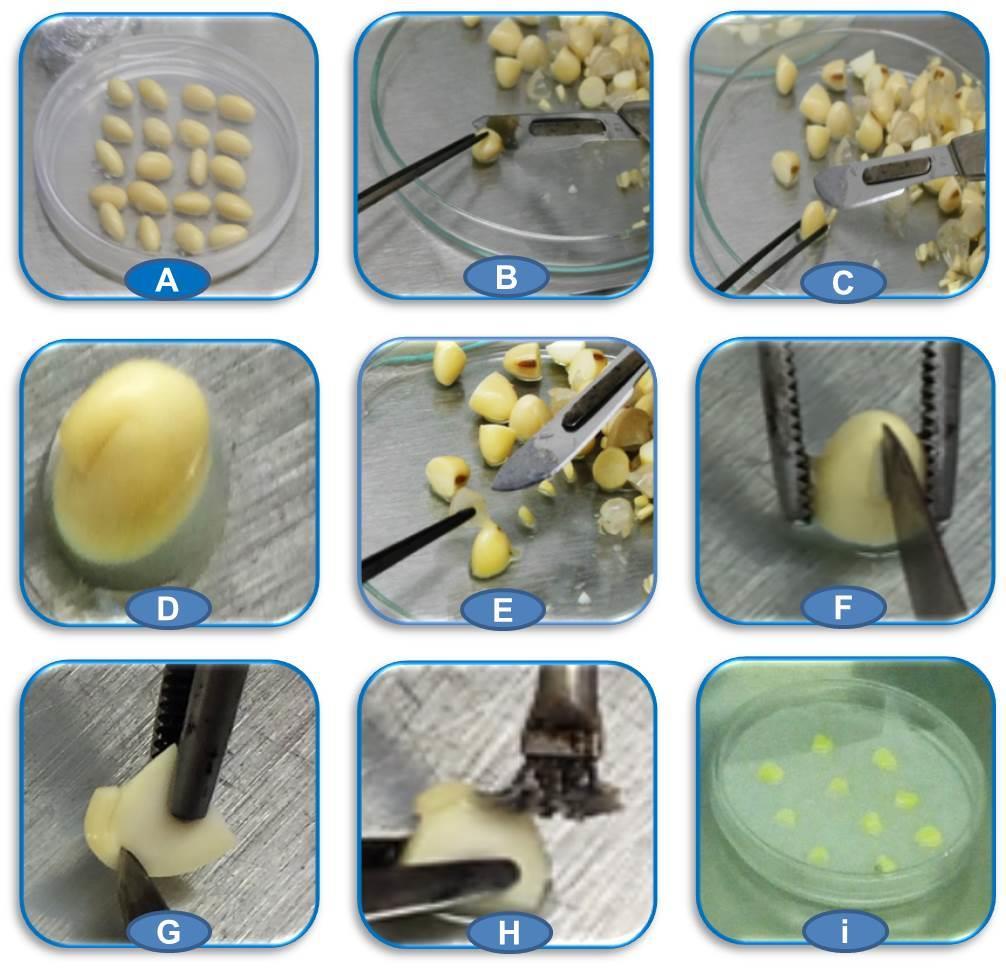 Transformação por Agrobacterium Figura 1. Etapas da infecção de explantes de soja por Agrobacterium.