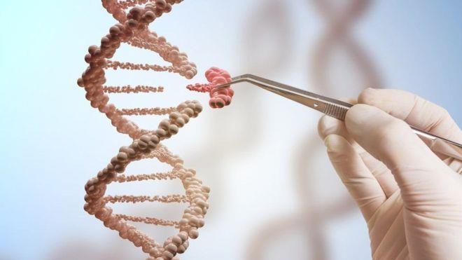 TÉCNICAS DE EDIÇÃO DE GENOMA Ferramentas que permitem a modificação genética por meio de um conjunto de moléculas que quebram o DNA e,