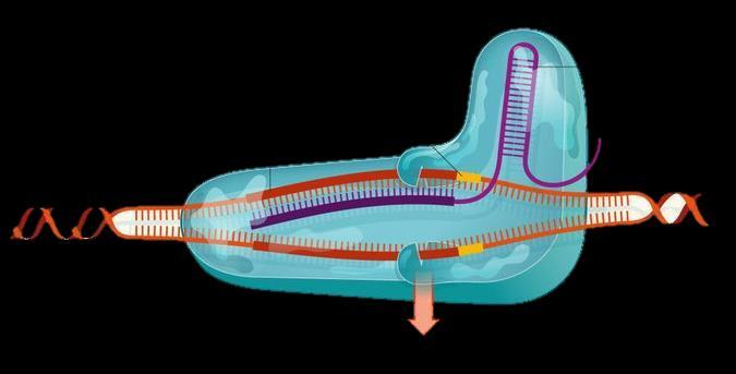 CRISPR/Cas PAM (NGG) RNA guia DNA Quebra no DNA CAS9