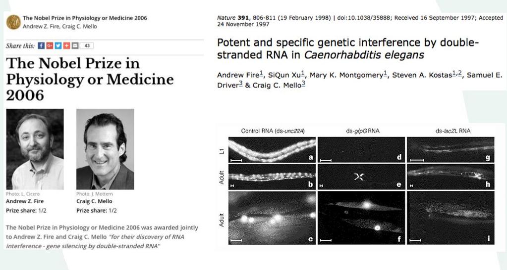 1953 - Watson e Crick - DNA 1973 - Boyer e Cohen - DNA Recombinante 1982-1º produto GM -