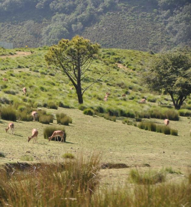 ENQUADRAMENTO E JUSTIFICAÇÃO: A Tapada Nacional de Mafra (TNM) tem uma área visitável de mais de 830 hectares, composta por percursos longos e acidentados e zonas de difícil acesso.