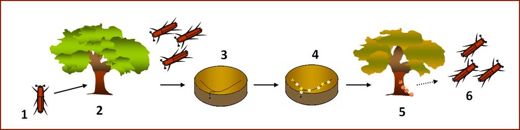 Introdução Esquema do ataque de Platypus cylindrus em sobreiro: 1.