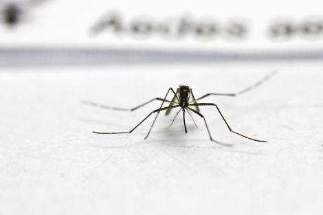 Aedes Aegypti: Dengue, Chikungunya e