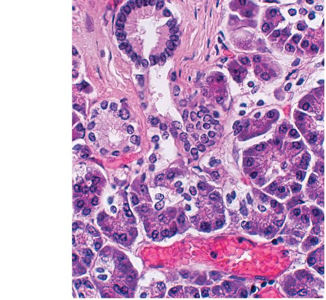 (a) Células acinares Grânulos de zimogênio Estroma Amilase pancreática Tripsina Quimotripsina