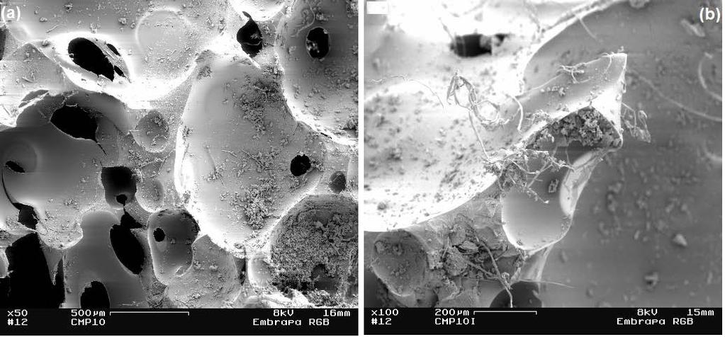 Figura 5. Micrografias obtidas por MEV do CMP 10%: (a) 50x e (b) 100x.