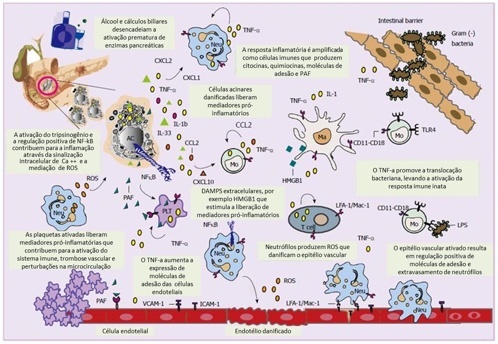 I n t r o d u ç ã o 30 Figura 3 Mecanismos da resposta imune desenvolvidos na PA. Um fator desencadeante inicia a ativação do tripsinogênio.