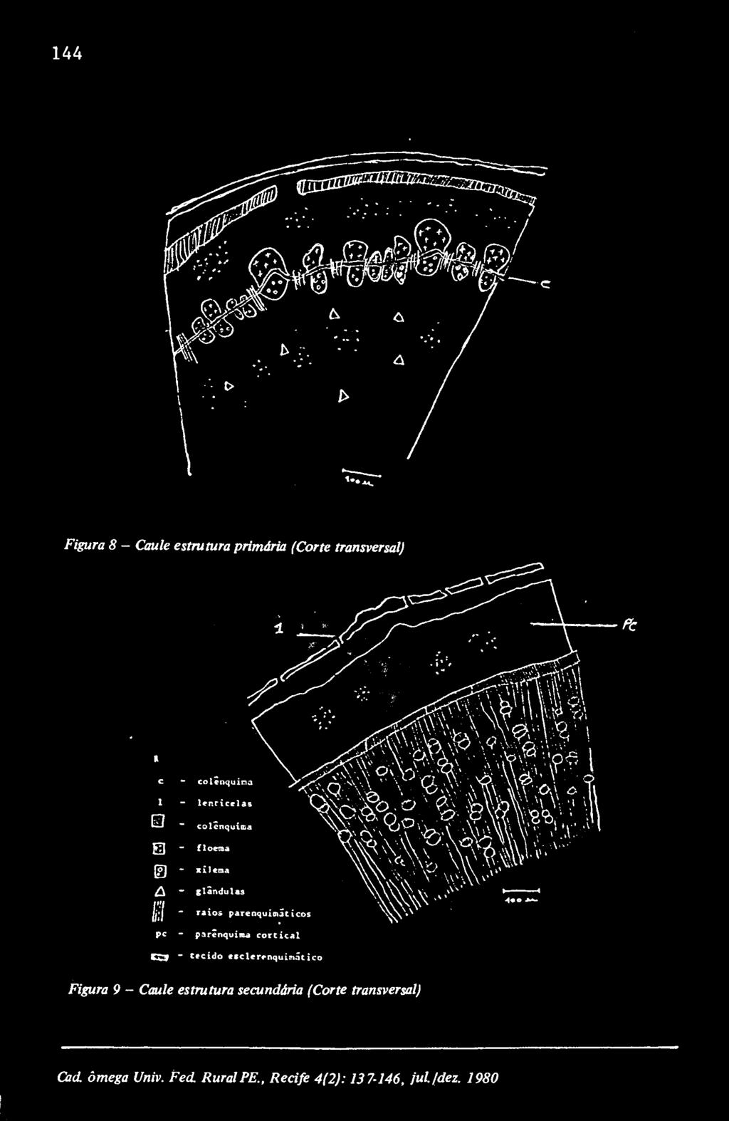 parenquímátícos pc - parenquina cortical CU ~ Cacido «clerrnquinãtico Figura 9 - Caule