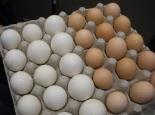 Pasteurização de ovos Ovos Recepção Ovoscopia ÁCIDO