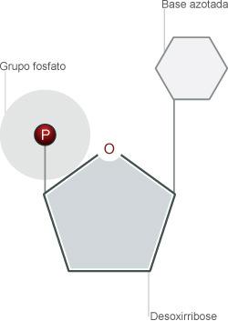 INTRODUÇÃO A célula é a unidade básica funcional e estrutural de todos os seres vivos, ou seja, é no seu interior que ocorrem os processos vitais do metabolismo celular.