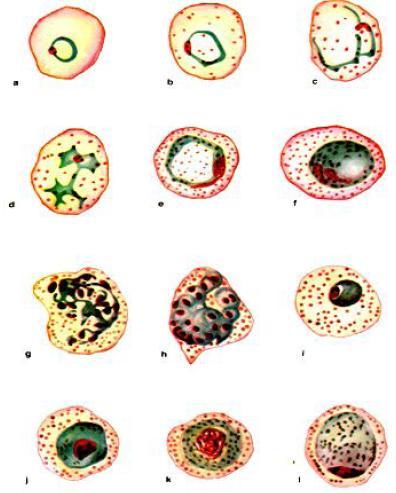 Testes rápidos imunocromatográficos detectam antígenos parasitários através de anticorpos monoclonais.