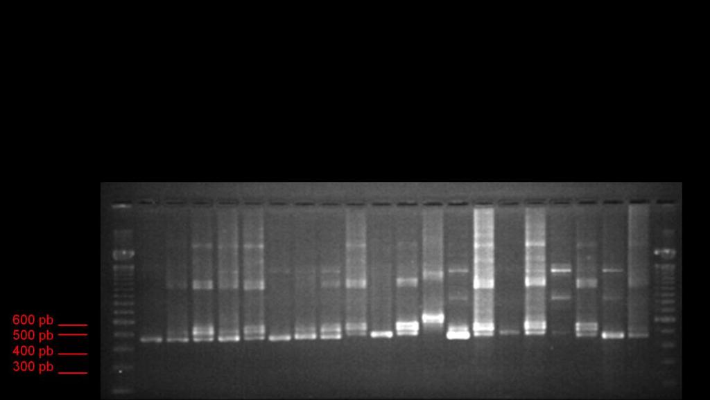 6.4) Genotipagem do gene MSP1 6.4.1) Análise da diversidade genética Os genótipos foram analisados de acordo com o tamanho das bandas dos produtos amplificados visualizados em gel de agarose.