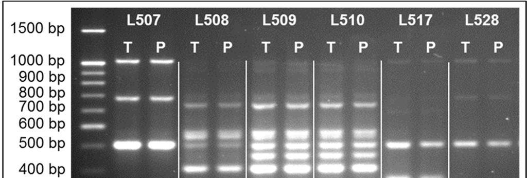 Extração de DNA de leveduras em microplacas: um método simples, económico e de alto débito O DNA obtido nas diferentes escalas de extração foi usado para amplificação de sequências interdelta
