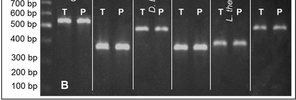 cerevisiae e a amplificação das sequências ITS do DNA de outras seis espécies de leveduras (Figura III-3A e III-3B), revelou que o método de extração aqui reportado não altera os perfis de