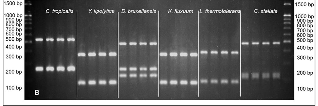 cerevisiae e dos perfis RFLP (Hinf I) das regiões ITS do DNA de outras seis espécies de levedura (Figura III-4B). A reprodutibilidade dos perfis mostra que este ajuste não é necessário.