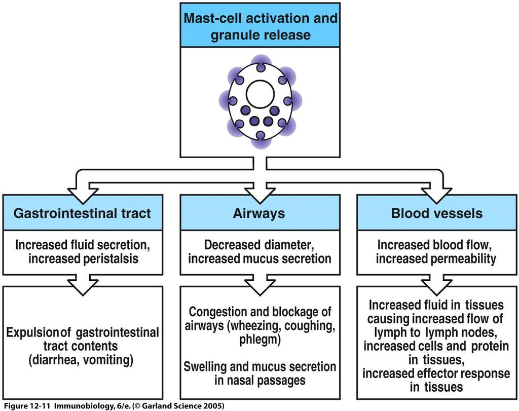 Ativaçã de mastócit Figure 12-11 Trat gastrintestinal Vias aéreas Vass sanguínes Aument de secreçã e peristaltism