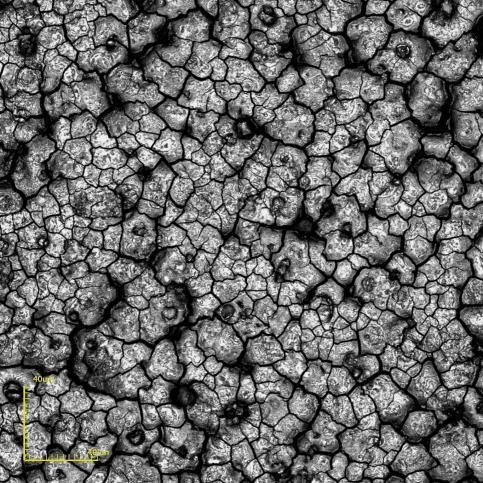 (a) (b) Figura 41 Micrografias de topo obtidas por microscopia confocal do filme de BaCeO 3 sobre substrato de LSM como depositado com T S = 450 C, ɸ= 0,5mL/min e t d = 20 min nos aumentos: (a) 216X