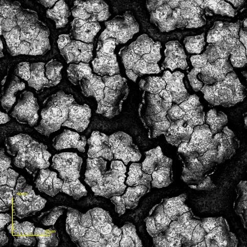 Resultados e Discussão - 68 (a) (b) Figura 44 Micrografias de topo obtidas por microscopia confocal do filme de BaCeO 3 sobre substrato de LSM após tratamento térmico depositado com T S = 350 C, ɸ=