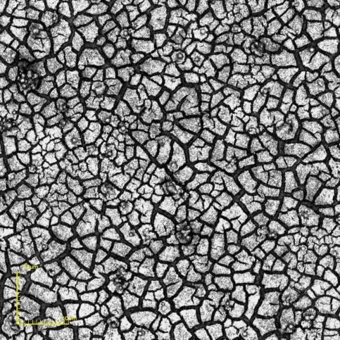 (a) (b) Figura 53 Micrografias de topo obtidas por microscopia confocal do filme de BaCeO 3 dopado com zircônio sobre substrato de LSM após tratamento térmico depositado com T S = 400 C, ɸ= 0,5mL/min