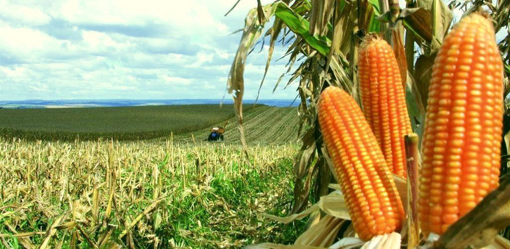 REVISÃO BIBLIOGRÁFICA Botânica do Milho Planta C4: alta eficiência na utilização de luz e CO2 Temp.