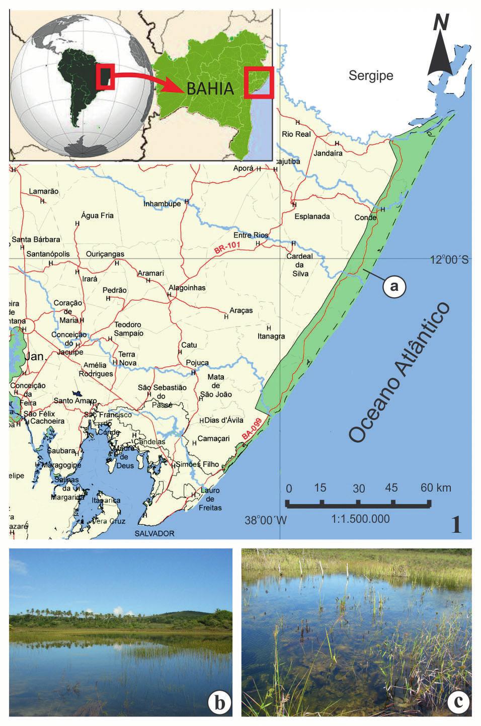 Oliveira et al.: Adição de Cosmarium para a região Nordeste 221 Cosmarium basituberculatum foi descrita por Borge (1918) a partir de espécimes coletados no Estado de São Paulo.