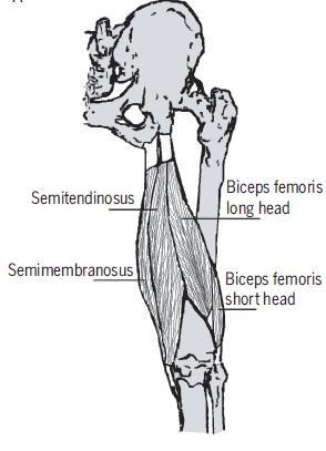 19 isquiotibiais é tipicamente entre 40 e 50% do pico de torque do quadríceps, o que corresponde com a diferença de área transversa fisiológica entre esses grupos musculares 14.