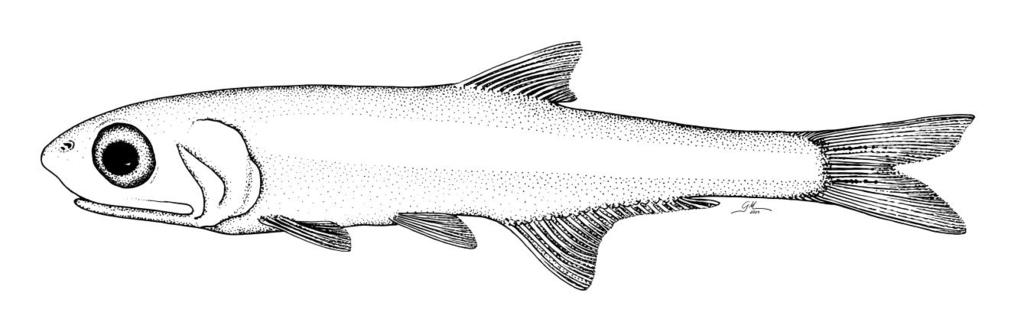 Figura 17. Mapa da distribuição geográfica de Anchoviella sp. 1. Figura 18.