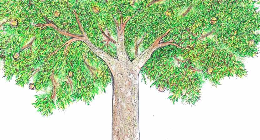 A ANDIROBEIRA A andiroba (Carapa guianensis Aublet) é uma espécie de árvore que ocorre na América do Sul, na América Central e no Caribe, nos seguintes países: Brasil, Colômbia, Guiana Francesa,