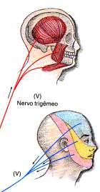V TRIGÊMEO: Leva ao cérebro a sensibilidade da parte superior