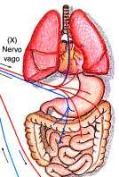 X PNEUMOGÁSTRICO OU VAGO: Estimula o coração, os pulmões, o
