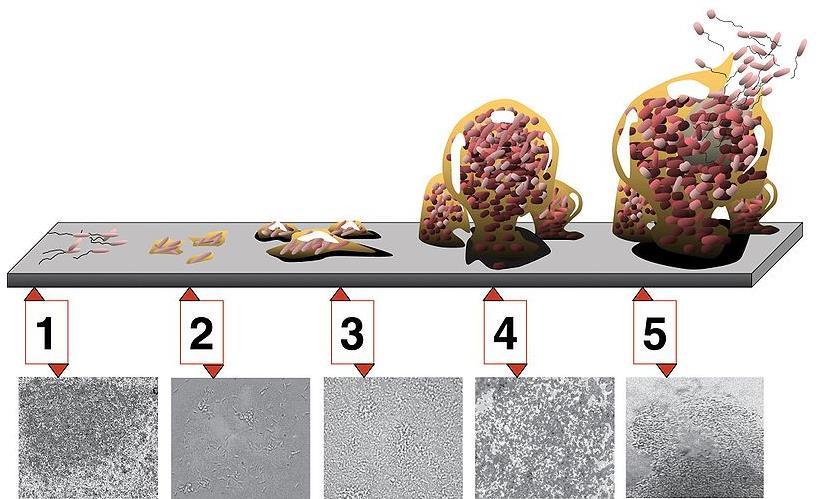 Figura 5: Etapas de formação de biofilme microbiano. Fonte: www.blogdobiomolgroup.