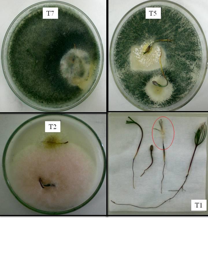 67 Trichoderma spp. Fusarium sambucinum Figura 10 Fragmentos de Pinus elliottii em câmara úmida (BDA e papel-filtro) após teste de biocontrole.