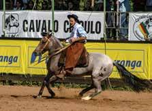 No mesmo ano, veio o Freio de Bronze com Capella La Rienda, que em 2002 também conquistou o Freio de Prata. Já em 2015, mais um título, desta vez o Bocal de Prata com Viragro Fiesta en Domingo.