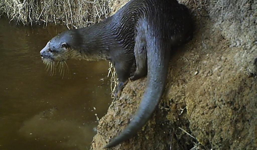 Figure 3. Lontra longicaudis in the lower stretch of Uruçui-Preto River, South of Piauí state. Our records confirm the presence of L. longicaudis in Caatinga biome.