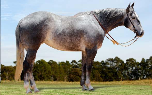 RANCHO ACR 11 JAZIDA PISTOL AJS QM RG: P 262792 PELAGEM: TORDILHO NASC.