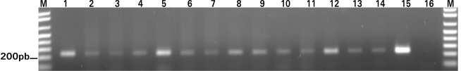 4 Diagnóstico da Pinta Verde/Definhamento Precoce do Maracujazeiro Detecção molecular por meio de RT-PCR Em função da demanda por um método de diagnóstico para o DPM/PVM que fosse específico, rápido,