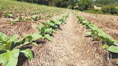 Ao fazer um apanhado geral, pode-se dizer que os destaques, em termos de produção agrícola, é claro, se concentram no Milho, Tabaco, Soja, Uva, Feijão, Mandioca, Citros, Cana de