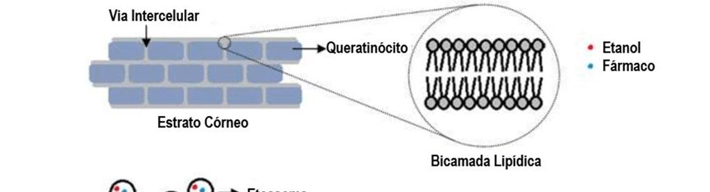 questão evidencia também a necessidade de manter uma libertação controlada deste fármaco, por forma a controlar os níveis de glicémia na diabetes tipo 2.