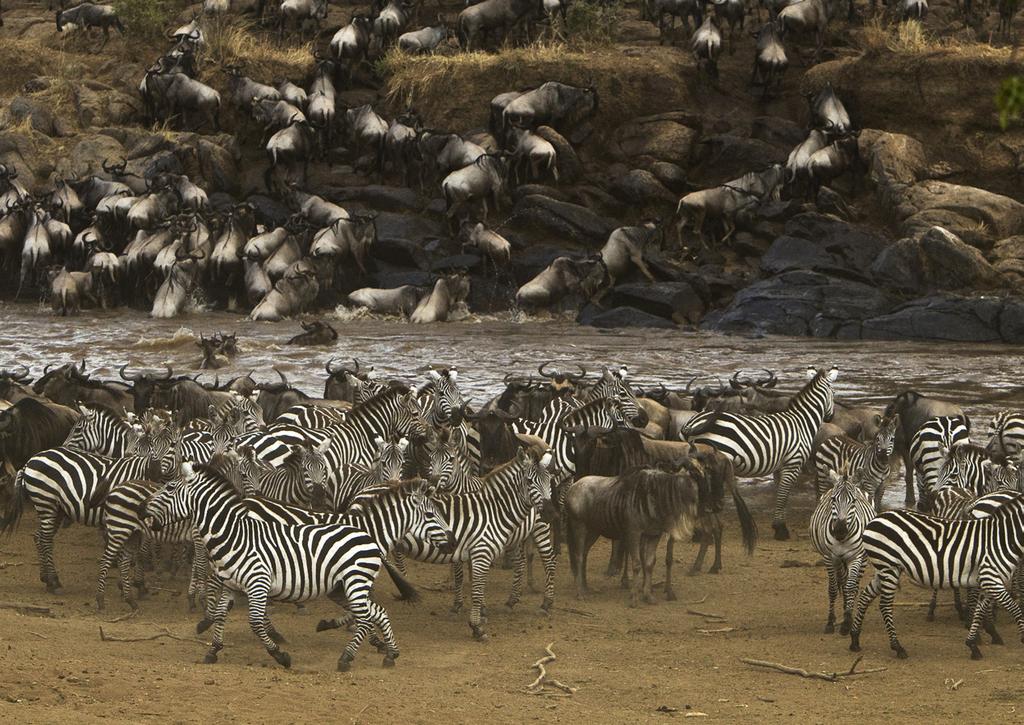 Maasai Mara é a região mais visitada do país e paraíso para quem quer ver felinos em abundância.