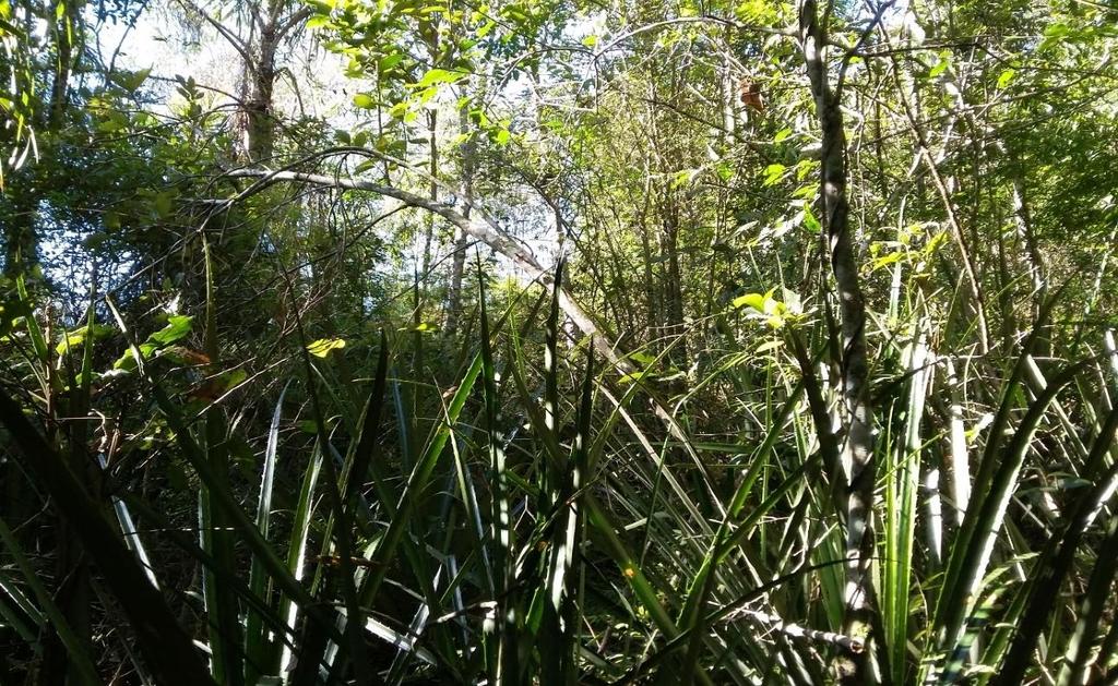 PR Figura 30 - Aspecto da vegetação demostrando a ocorrência de regeneração na Floresta Ombrófila Mista em 