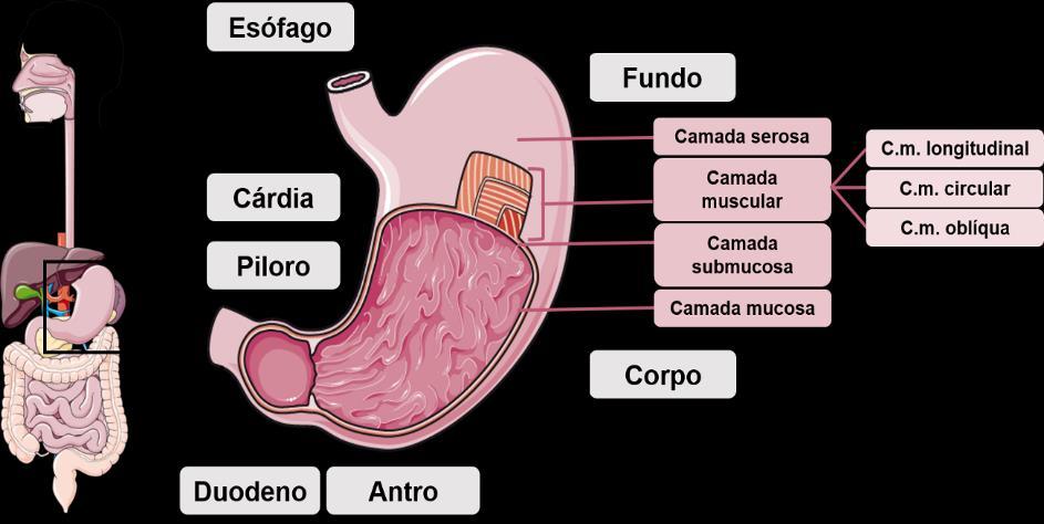 gastrina, com a função endócrina de estimular a secreção de ácido clorídrico pelas células parietais [68].