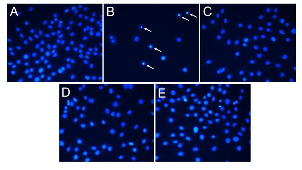 FIGURE 5: