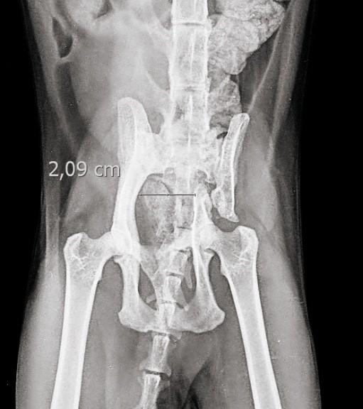 32 Figura 1: Projeção Ventrodorsal da pelve: exibindo mal união óssea levemente hipertrófica no terço distal do corpo do ílio